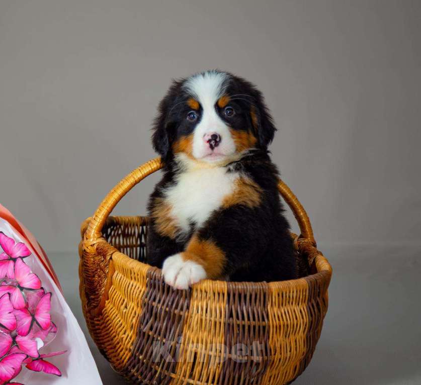 Собаки в Богдане: Щенки бернского зенненхунда Девочка, 80 000 руб. - фото 5