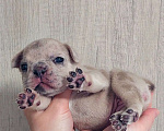 Собаки в Санкт-Петербурге: Щенки Французского бульдога Разнополые, 50 руб. - фото 10