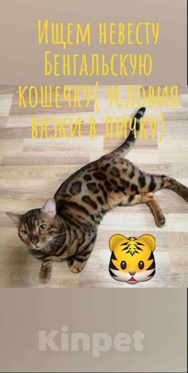 Кошки в Санкт-Петербурге: Бенгальский кот вязка, 5 500 руб. - фото 1