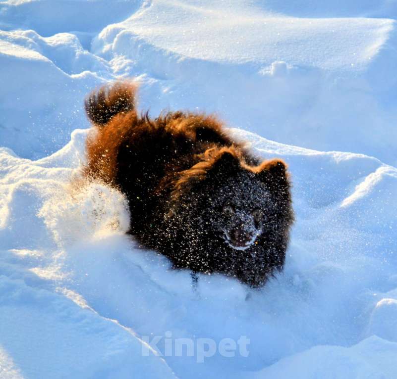 Собаки в Ореховом-Зуево: Маняша Девочка, 35 000 руб. - фото 1