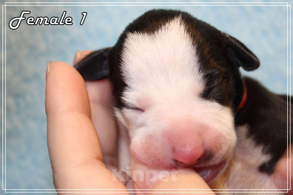 Собаки в Москве: Грациозная девица уиппет Девочка, Бесплатно - фото 4