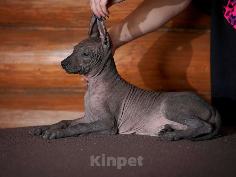Собаки в Александрове: Ксолоитцкуинтли стандартного размера  Девочка, Бесплатно - фото 9
