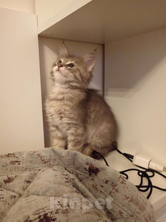 Кошки в Москве: Котята Мейн-Кун Девочка, 40 000 руб. - фото 2