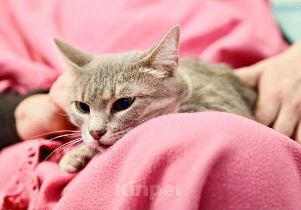 Кошки в Москве: Необычная косоглазая кошечка Паночка в добрые руки Девочка, Бесплатно - фото 3