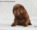Собаки в Москве: KEY TO MARVEL MIHRIMAH Девочка, 80 000 руб. - фото 3