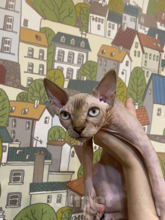 Кошки в Москве: Нежный которебенок  Девочка, 40 000 руб. - фото 1