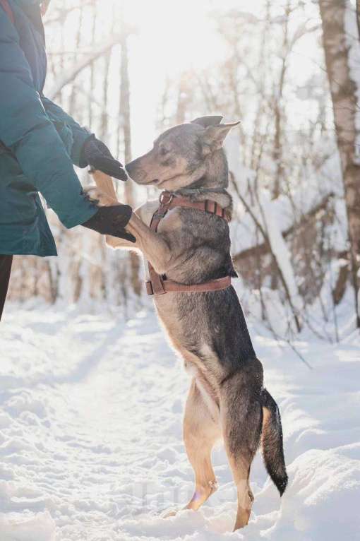 Собаки в Москве: Версаль ищет дом Мальчик, Бесплатно - фото 2
