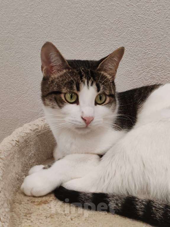 Кошки в Коломне: Емеля в поисках дома Мальчик, Бесплатно - фото 8