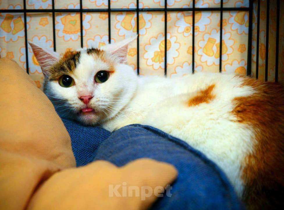 Кошки в Москве: кошка Матрена ищет дом Девочка, Бесплатно - фото 2