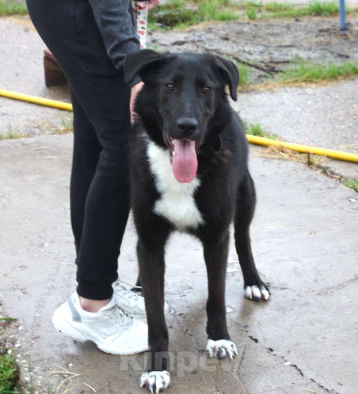 Собаки в Москве: Собака-компаньон Туман мечтает о семье и доме!!! Мальчик, Бесплатно - фото 4