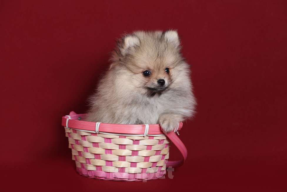 Собаки в Курске: Померанский шпиц щенок Мальчик, Бесплатно - фото 3