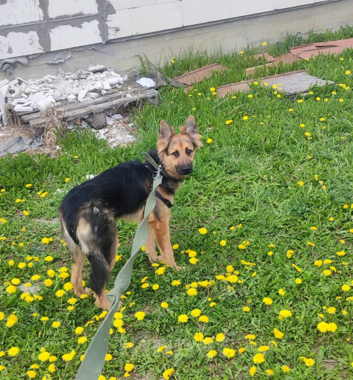 Собаки в Москве: Собака бесплатно. Москва и МО. Самсон. Мальчик, Бесплатно - фото 5