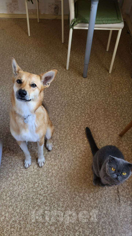 Собаки в Балашихе: Поночка Девочка, Бесплатно - фото 1