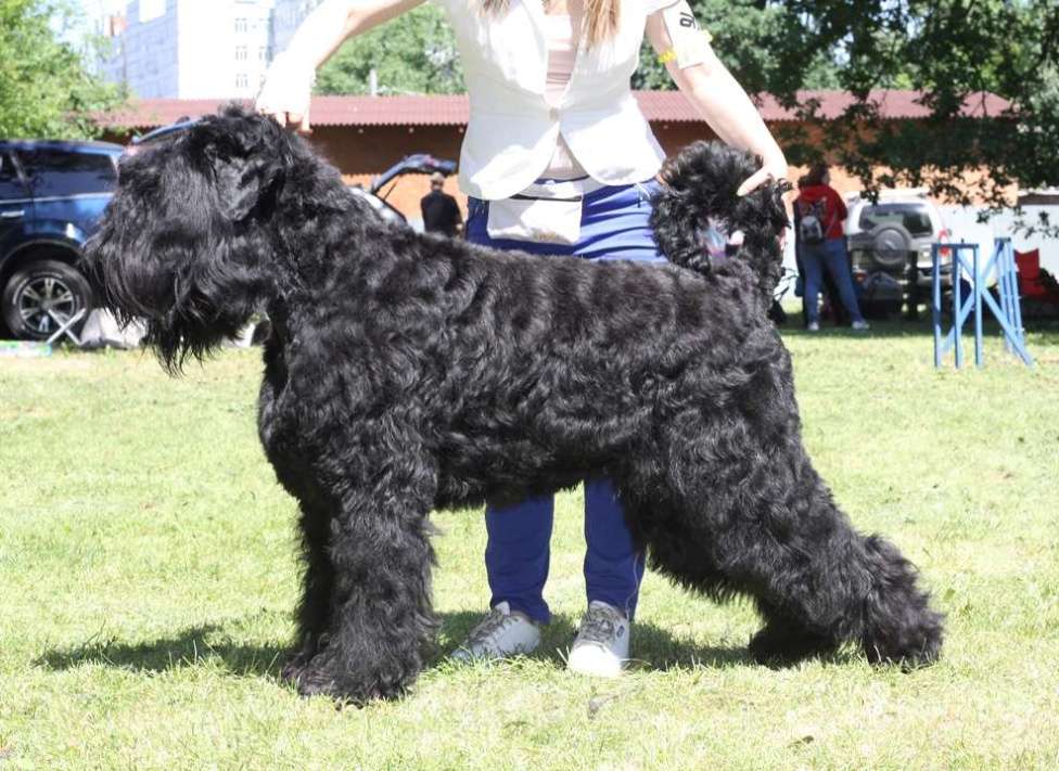 Собаки в Самаре: Щенок Русского Черного Терьера Мальчик, 50 000 руб. - фото 2