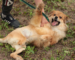 Собаки в Москве: Жизнерадостный Ванечка ищет дом! Мальчик, Бесплатно - фото 5