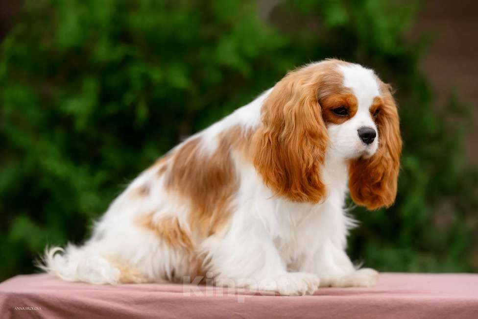 Собаки в Ярославле: Кавалер Кинг Чарльз спаниель,подросток  Мальчик, 120 000 руб. - фото 1