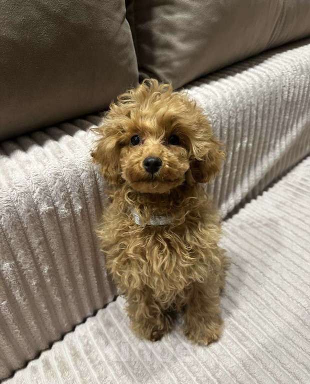 Собаки в Воронеже: Щенок той-пуделя Мальчик, Бесплатно - фото 3