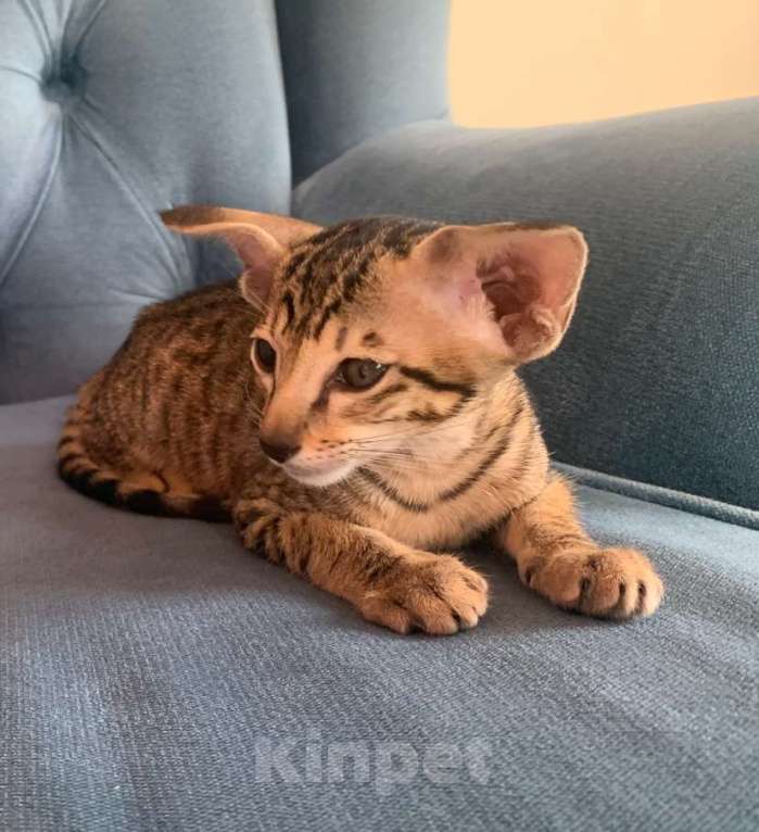 Кошки в Челябинске: Ориентальная девочка  Девочка, 60 000 руб. - фото 2