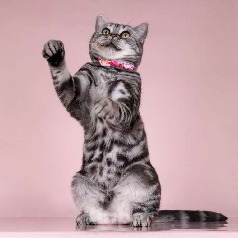 Кошки в Москве: Шотландская мраморная кошка Моника в добрые руки Девочка, 10 руб. - фото 4