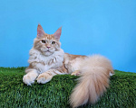 Кошки в Курчатове: Котенок мейн-кун мальчик Мальчик, 40 000 руб. - фото 2