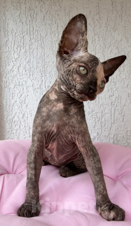 Кошки в Липецке: Котенок канадский сфинкс девочка Девочка, 20 000 руб. - фото 6