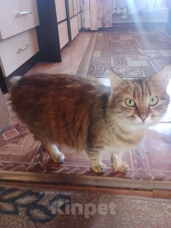 Кошки в Уфе: Курильский бобтейл,котята Мальчик, 10 000 руб. - фото 1