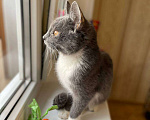 Кошки в Москве: Котёнок Тима (Тимофей) Мальчик, Бесплатно - фото 8