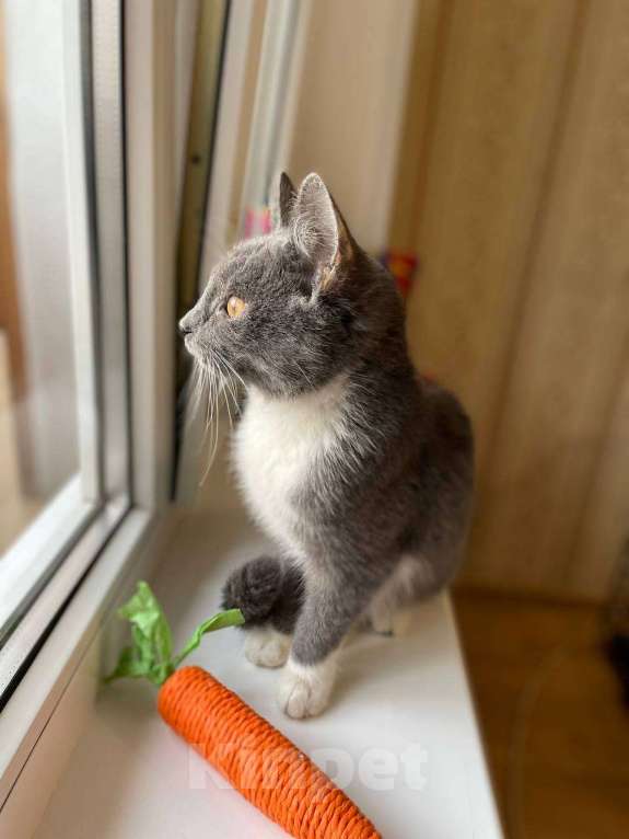 Кошки в Москве: Котёнок Тима (Тимофей) Мальчик, Бесплатно - фото 8