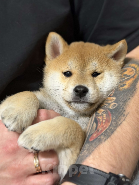 Собаки в Севастополе: Сиба-ину щенок мальчик Мальчик, 60 000 руб. - фото 8