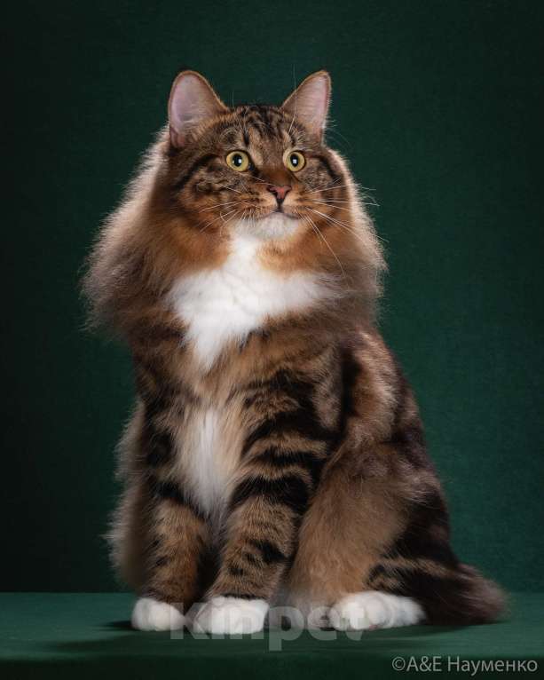 Кошки в Вологде: Курильский бобтейл породистые котята Мальчик, 40 000 руб. - фото 4