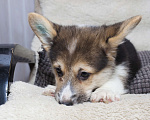 Собаки в Краснодаре: Вельш корги пемброк - шикарные щенки Мальчик, 55 000 руб. - фото 7