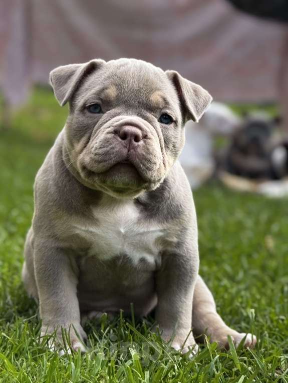 Собаки в Москве: Щенки Американского булли  Девочка, 300 000 руб. - фото 4