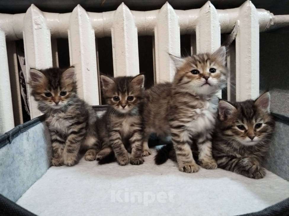 Кошки в Томске: Породистый сибирский котёнок Мия  Девочка, 10 000 руб. - фото 1