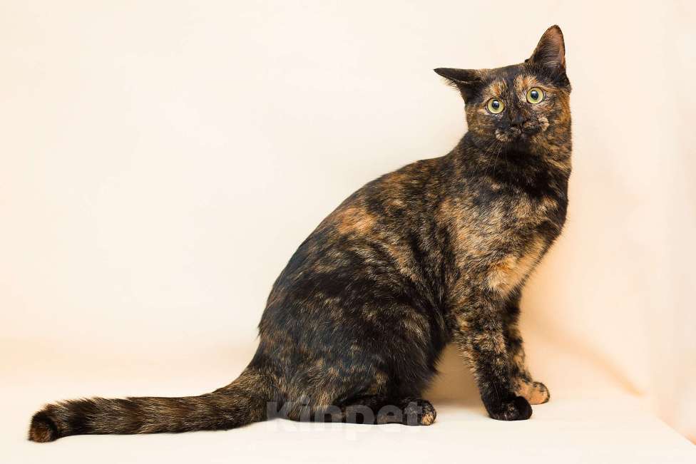 Кошки в Москве: Пеппи ищет дом Девочка, Бесплатно - фото 2