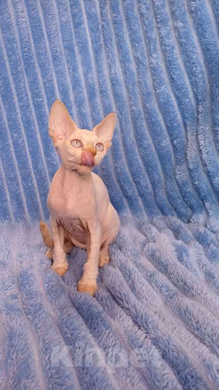 Кошки в Нижнекамске: Голубоглазый девон рекс Мальчик, 40 000 руб. - фото 4
