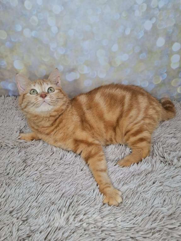 Кошки в Москве: Сания будет на выставке-пристройстве в Москве Девочка, Бесплатно - фото 6