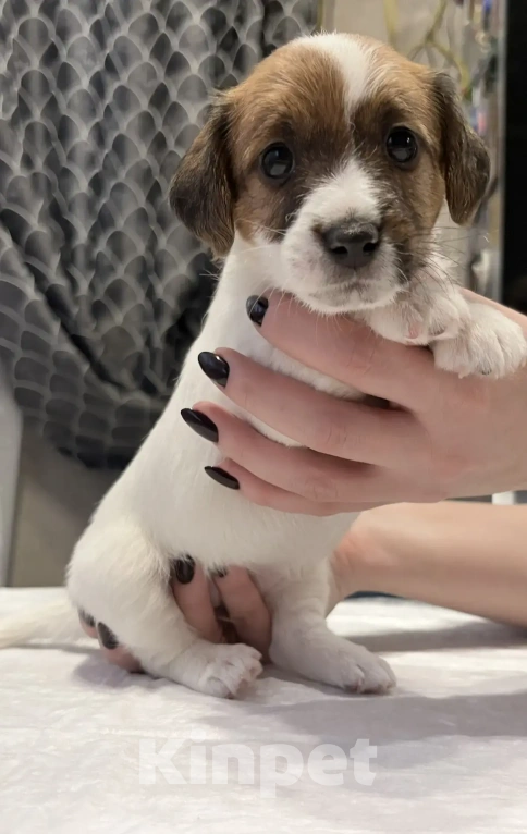 Собаки в Москве: Джек Рассел терьер Мальчик, 25 000 руб. - фото 6