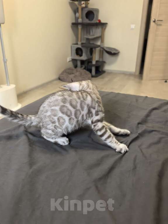 Кошки в Москве: Алфей Мальчик, 70 000 руб. - фото 4