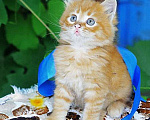 Кошки в Краснодаре: Бесподобные котята-малыши, мальчик и девочка ищут дом Мальчик, 10 руб. - фото 2