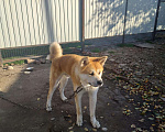 Собаки в Сальске: Вязка Акита-Ину, 800 руб. - фото 1
