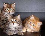 Кошки в Ливны: Сибирские котята, 9 000 руб. - фото 1
