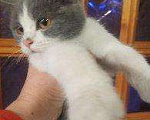 Кошки в Нытве: Котенок, Бесплатно - фото 2