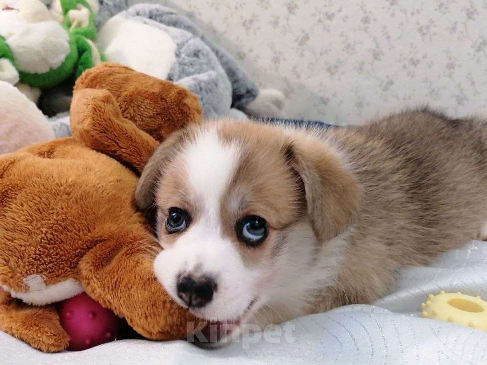 Собаки в Новосибирске: Бронирование корги пемброк Девочка, 80 000 руб. - фото 4