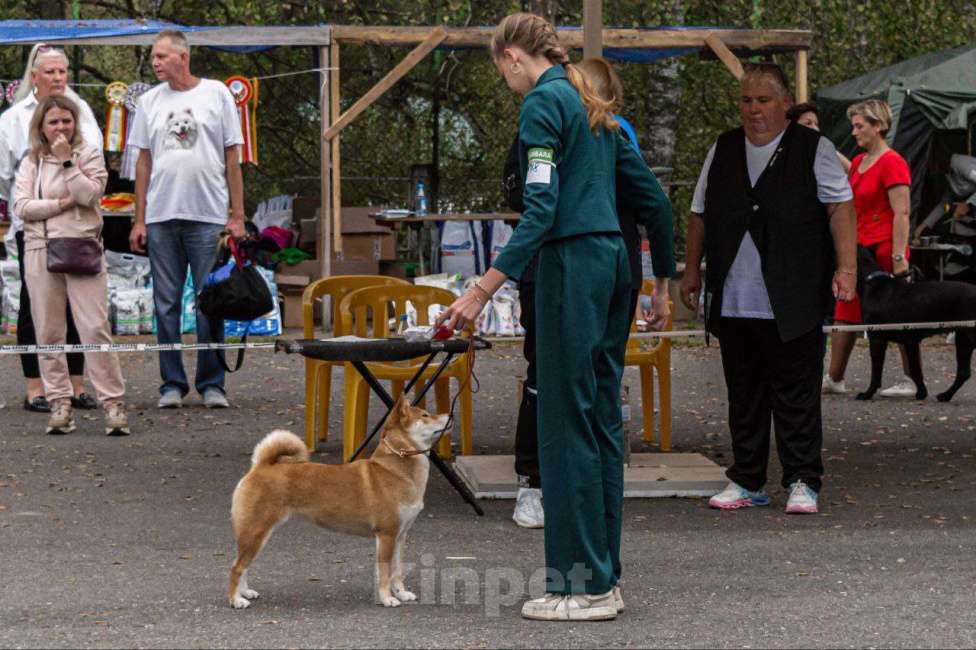 Собаки в Новосибирске: Сука сезам 4 месяца Девочка, 45 000 руб. - фото 2