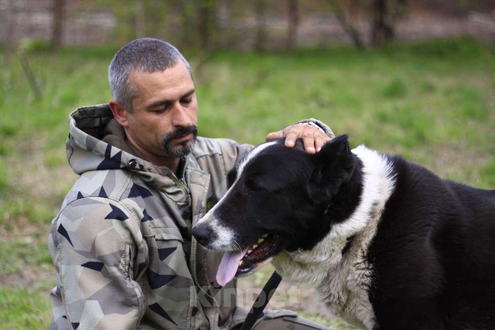 Собаки в Видном: Алабай Йенифер, 2 года Девочка, Бесплатно - фото 9