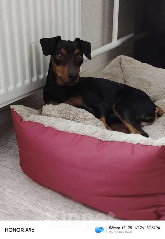 Собаки в Ростове-на-Дону: Отдам  Мальчик, Бесплатно - фото 1