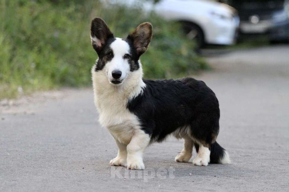 Собаки в Москве: Вельш корги кардиган-мальчик Мальчик, Бесплатно - фото 8