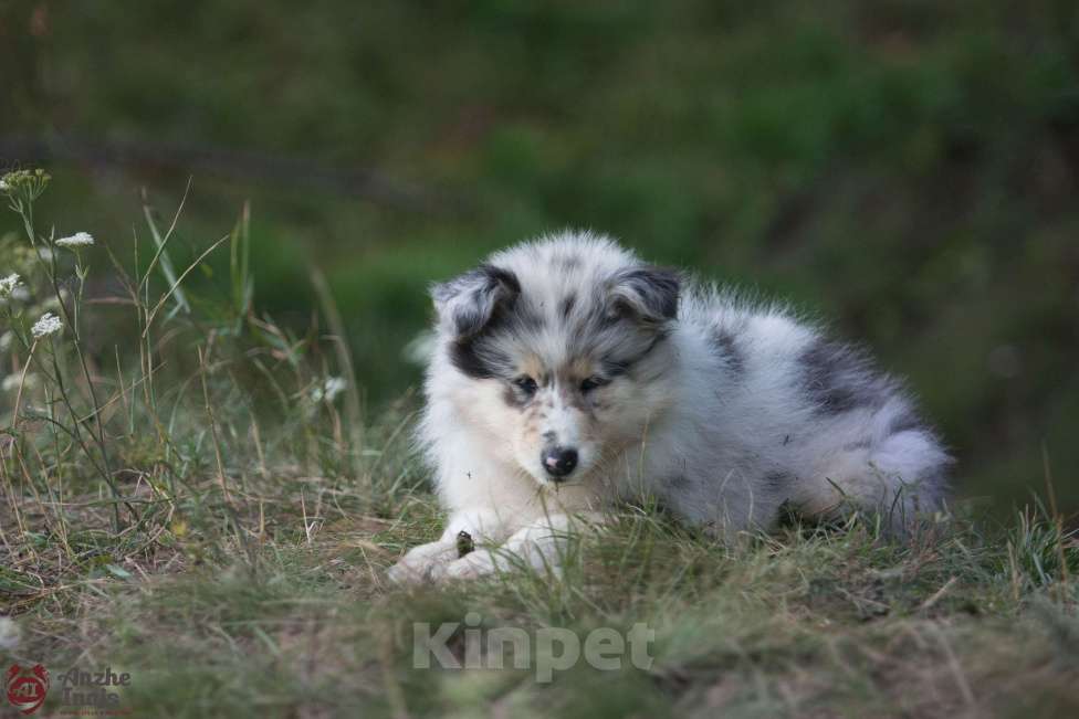 Собаки в Челябинске: Мраморные щенки колли, 1 руб. - фото 1