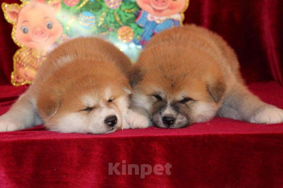 Собаки в Иркутске: щенки акита ину, 50 000 руб. - фото 1