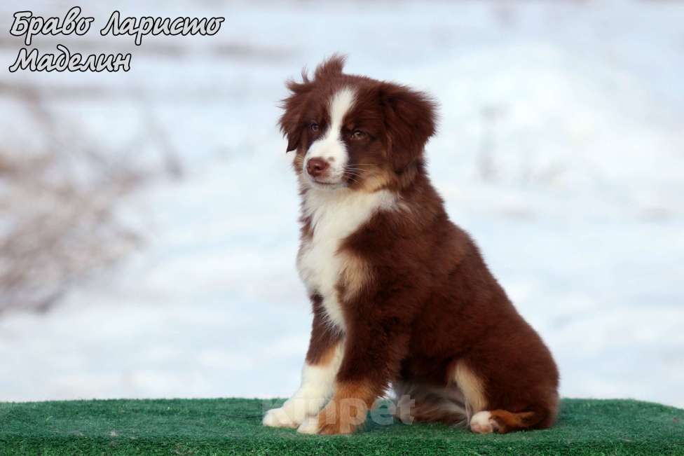Собаки в Рязани: Питомник РКФ предлагает девочку Девочка, 90 000 руб. - фото 1